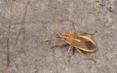 Maccevethus persicus