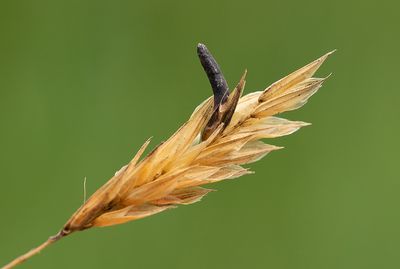 Claviceps purpurea / Echt moederkoren