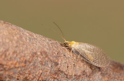 Hemerobius humulinus