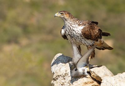 Bonelli's eagle / Havikarend 