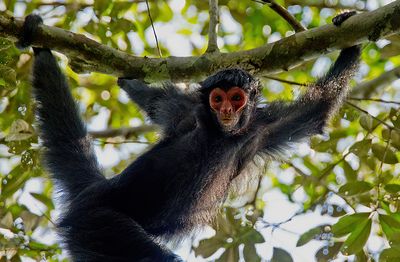 Red-faced spider monkey / Zwarte slingeraap