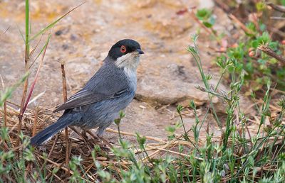 Sardinian warbler / Kleine zwartkop