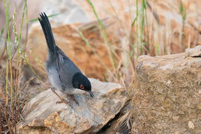 Sardinian warbler / Kleine zwartkop
