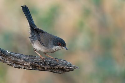 Sardinian warbler / Kleine zwartkop