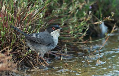 Sardinian warbler / Kleine zwartkop
