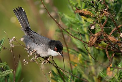 Sardinian warbler / Kleine zwartkop