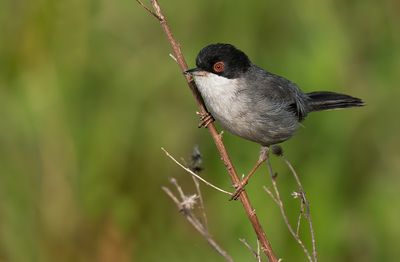 Sardinian warbler / Kleine zwartkop