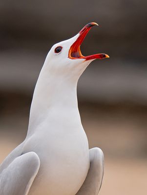 Audouin's gull / Audouins meeuw