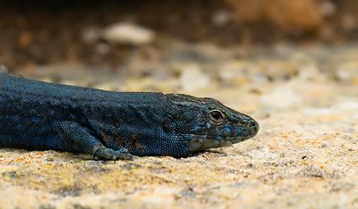 Lilford's wall lizard subsp: P.L.Jordansii / Balearenhagedis subsp: P.L. Jordansii