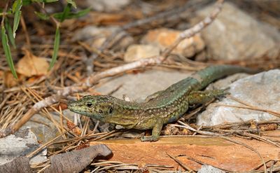 Lilford's wall lizard subsp: gigliolii / Balearenhagedis subsp: gigliolii