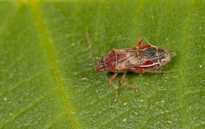 Liorhyssus hyalinus / Langvleugelige glasvleugelwants