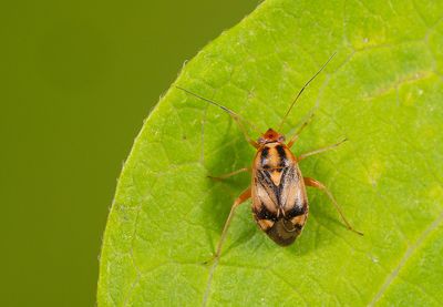 Cyphodema instabilis