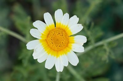 Glebionis coronaria