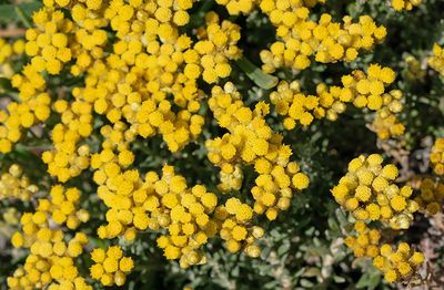 Helichrysum stoechas