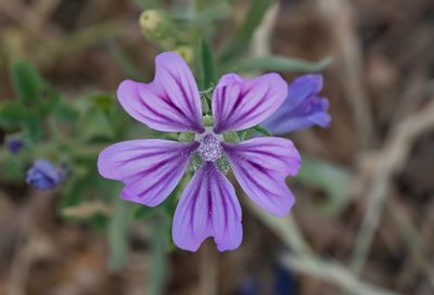 Malva sylvestris