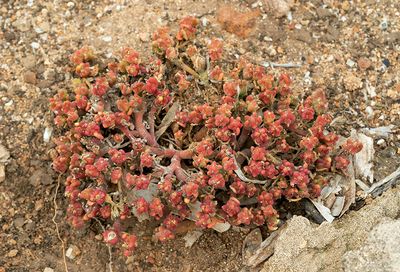 Mesembryanthemum nodiflorum