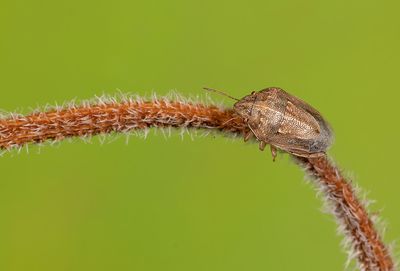 Neottiglossa bifida