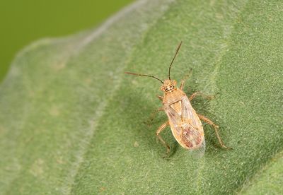 Liorhyssus hyalinus / Langvleugelige glasvleugelwants