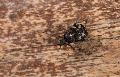 Serratobruchidius meleagrinus