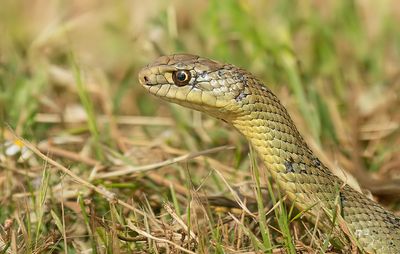 Montpellier snake / Hagedisslang
