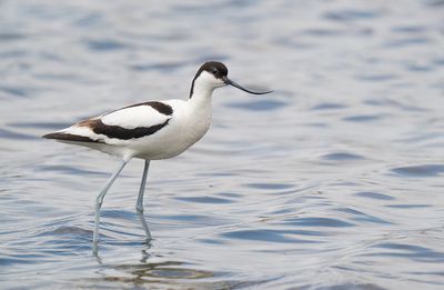 Avocet / Kluut