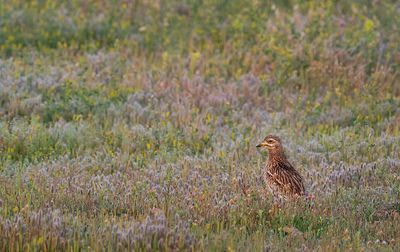Stone curlew / Griel