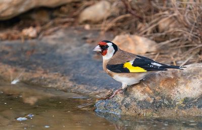 Goldfinch / Putter