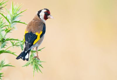 Goldfinch / Putter