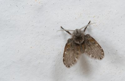 Clogmia albipunctata