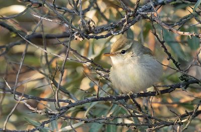 Two-barred Warbler / Swinhoes boszanger