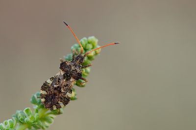 Centrocoris variegatus.