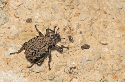 Brachycerus barbarus