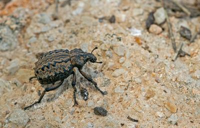 Brachycerus barbarus