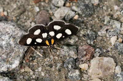 White-spotted Sable Moth / Lichtbalmot
