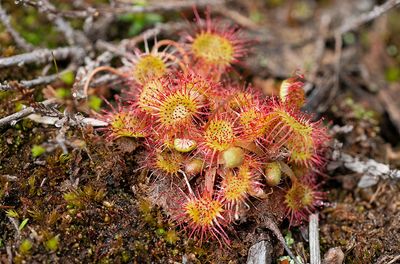 Drosera rotundifolia  - Ronde zonnedauw 