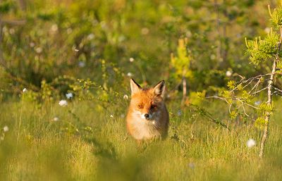 Red fox / Vos 