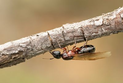 Camponotus herculeanus