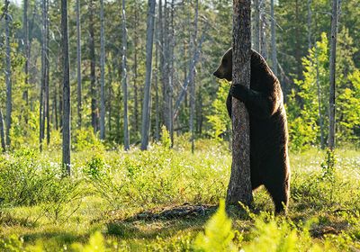Brown bear / Bruine beer
