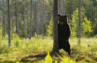 Brown bear / Bruine beer