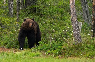 Brown bear / Bruine beer