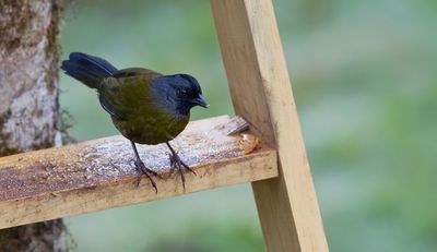 Large-footed finch / Grootpootstruikgors