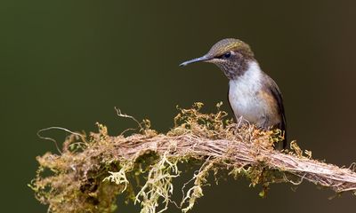 Scintillant Hummingbird / Fonkelende kolibrie