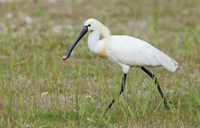 Eurasian Spoonbill / Lepelaar 