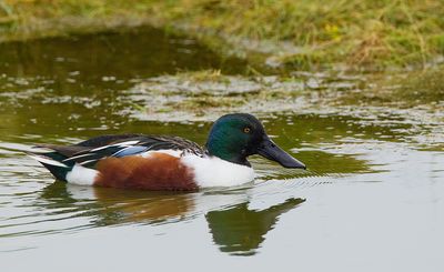 Northern shoveler / Slobeend 