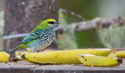 Speckled tanager / Spikkeltangare 