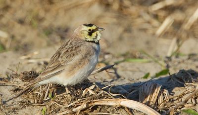 Shore lark / Strandleeuwerik