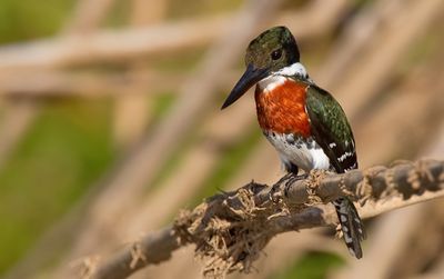 Green Kingfisher / Groene ijsvogel