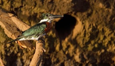 Amazon Kingfisher / Amazoneijsvogel