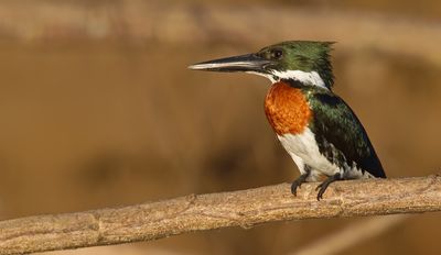 Amazon Kingfisher / Amazoneijsvogel