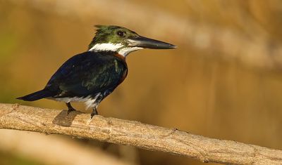 Amazon Kingfisher / Amazoneijsvogel